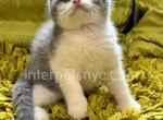 Kostik - Scottish Fold Kitten For Sale - Brooklyn, NY, US