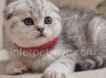 Bulka - Scottish Fold Kitten For Sale - Brooklyn, NY, US