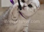 Benjamin - Scottish Fold Kitten For Sale - Brooklyn, NY, US