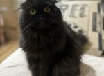 Bagheera - Scottish Fold Cat For Sale/Retired Breeding - 