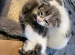 Queenie Scottish Folds - Scottish Fold Kitten For Sale - Denver, CO, US