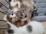 Queenie Scottish Folds 2 - Scottish Fold Kitten For Sale - Denver, CO, US