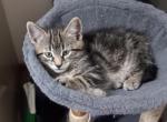 Maine Coonish Normals of Beauty - Polydactyl Kitten For Sale - 