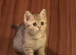 Ada - Scottish Fold Kitten For Sale - Philadelphia, PA, US