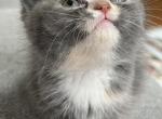 Baby - Scottish Straight Kitten For Sale - Clackamas, OR, US