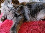 Always Wanted a Maine Coon - Maine Coon Cat For Sale - New Laguna, NM, US