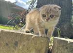 Ginger - Scottish Fold Kitten For Sale - Houston, TX, US