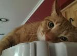 Blaze - American Longhair Cat For Adoption - Lakewood, NJ, US