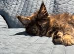 Lizzy Maine coon - Maine Coon Kitten For Sale - Burlington, VT, US