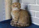 Scottish Fold Vikin - Scottish Fold Kitten For Sale - Boston, MA, US