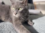 Kiko - Domestic Cat For Adoption - Philadelphia, PA, US