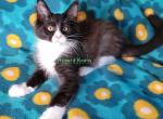 Cassy litter Feb 24 - Maine Coon Kitten For Sale - Fort Worth, TX, US