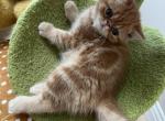 ESH Red Tabby Kitten - Exotic Kitten For Sale - 
