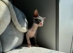 Moon Levkoy - Sphynx Kitten For Sale - Union City, NJ, US