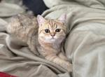 Fiona - Scottish Straight Kitten For Sale - Centreville, MD, US