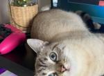 Chanel cheechee - Siamese Cat For Adoption - Toledo, OH, US