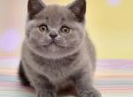 Milka - British Shorthair Kitten For Sale - NY, US