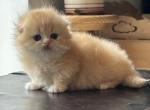 Fyntik - Munchkin Kitten For Sale - Norwalk, CT, US