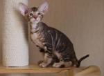 Huligano Peterbald - Oriental Kitten For Sale - Norwalk, CT, US