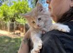 Chippy - Maine Coon Kitten For Sale - CA, US