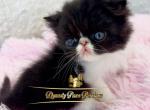 Baby girl Chanel - Persian Kitten For Sale - Fort Myers, FL, US