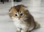 Pompom - Scottish Fold Kitten For Sale - Miami, FL, US