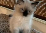 Female Seal Point Mitted TICA REGISTERED - Ragdoll Kitten For Sale - Amarillo, TX, US