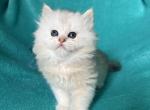 Hello kitty - Scottish Straight Kitten For Sale - 