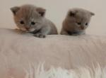 Madame Chloes Munchkins - Munchkin Kitten For Sale - Beaverton, OR, US