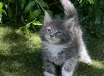 Ashley - Maine Coon Kitten For Sale - CA, US