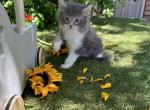 Chantelle - Maine Coon Kitten For Sale - CA, US