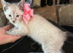 GIRL LYNX POINT RUMPY - Manx Kitten For Sale - Bryan, TX, US