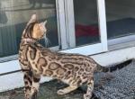 Sasha - Bengal Cat For Sale - Brooksville, FL, US