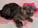 Roxy Mars litter - Scottish Fold Kitten For Sale - 