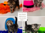 Nelly and Mars - Scottish Fold Kitten For Sale - 