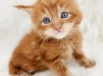 Mimosa - Maine Coon Kitten For Sale - Rockford, IL, US