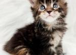 Margarita - Maine Coon Kitten For Sale - Rockford, IL, US