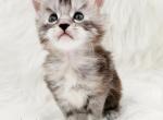 Daiquiri - Maine Coon Kitten For Sale - Rockford, IL, US