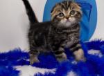 M and N Litter - Scottish Fold Kitten For Sale - Miami, FL, US