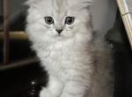 Frederick - British Shorthair Kitten For Sale - Suffield, CT, US