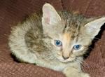 D - American Shorthair Kitten For Sale - Catasauqua, PA, US