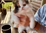 Calico girl - Persian Kitten For Sale - Creighton, MO, US