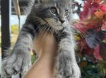 Bonny - Maine Coon Kitten For Sale - Hollywood, FL, US