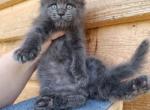 Plum - Maine Coon Kitten For Sale - Hollywood, FL, US