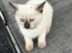 Hershey Chocolate Point - Siamese Kitten For Sale - 