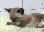 Oliver - Siamese Kitten For Sale - Battle Ground, WA, US