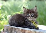 Maine Coon EZ Toshka - Maine Coon Kitten For Sale - New York, NY, US