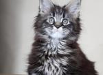 Maine Coon EZ Malinka - Maine Coon Kitten For Sale - New York, NY, US