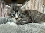 Flan - Maine Coon Kitten For Sale - Brighton, CO, US