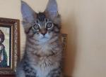 Qwest - Maine Coon Kitten For Sale - Brighton, CO, US